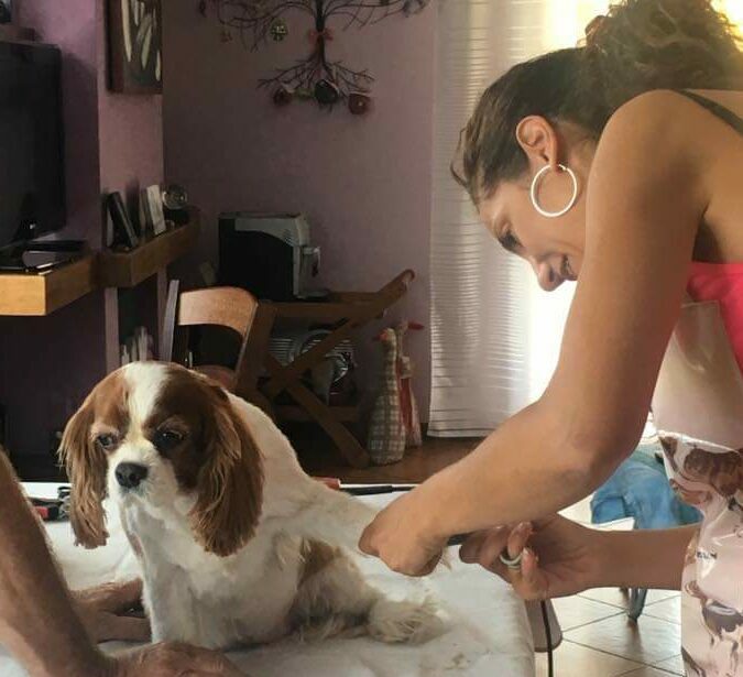 Servizio domicilio toelettatura