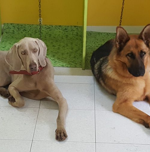 cani toelettati, quattro zampe e una coda