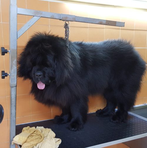 cani toelettati, quattro zampe e una coda