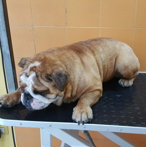 cani toelettati, quattro zampe e una coda