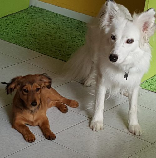 cani toelettati, quattro zampe e una coda