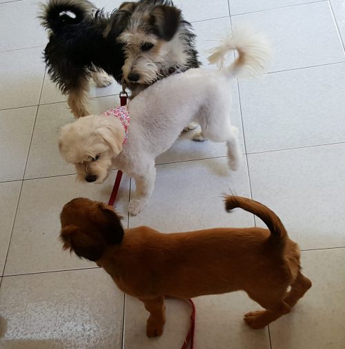 cani toelettati, quattro zampe e una coda