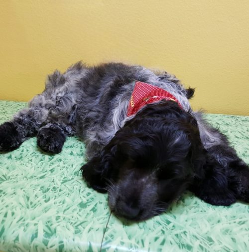 cani toelettati, quattro zampe e una coda