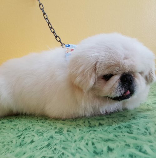 cani toelettati, quattro zampe e una coda