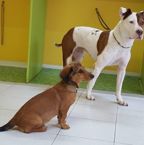 cani toelettati, quattro zampe e una coda