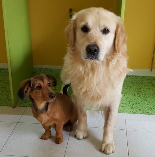 cani toelettati, quattro zampe e una coda