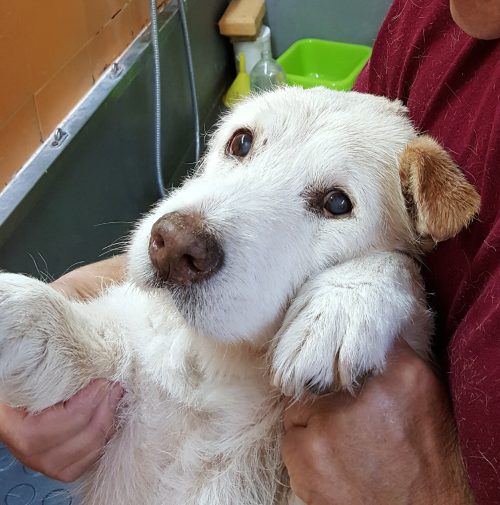 cani toelettati, quattro zampe e una coda