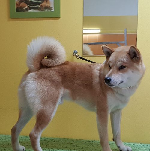 cani toelettati, quattro zampe e una coda