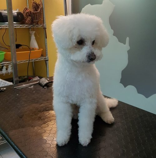 cani toelettati, quattro zampe e una coda