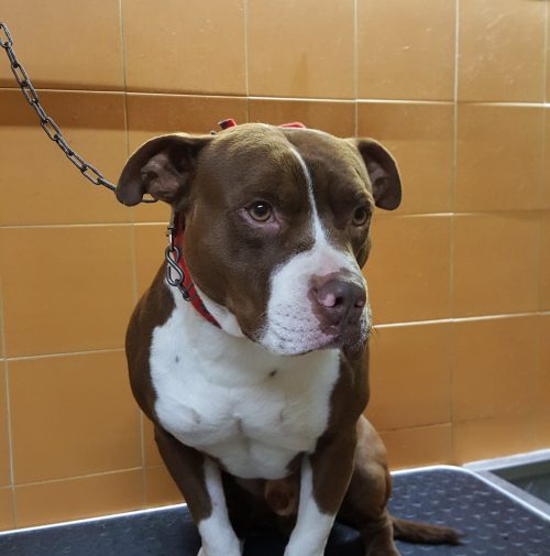 cani toelettati, quattro zampe e una coda