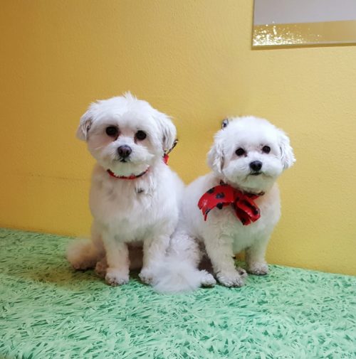 cani toelettati, quattro zampe e una coda