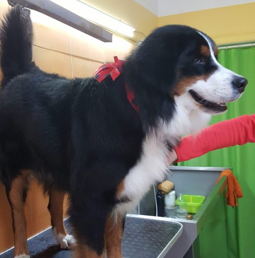 cani toelettati, quattro zampe e una coda