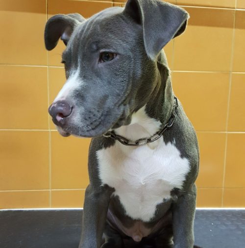 cani toelettati, quattro zampe e una coda