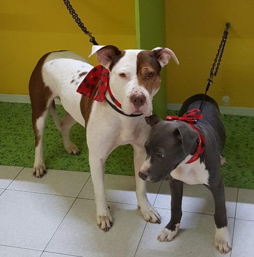 cani toelettati, quattro zampe e una coda