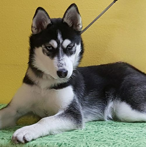 cani toelettati, quattro zampe e una coda