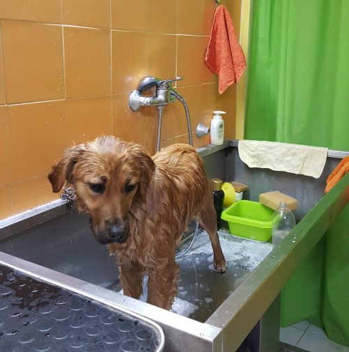 cani toelettati, quattro zampe e una coda