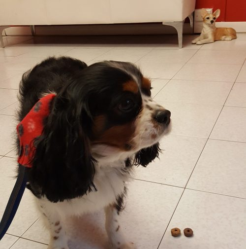 cani toelettati, quattro zampe e una coda