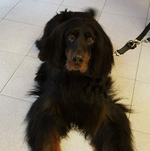 cani toelettati, quattro zampe e una coda