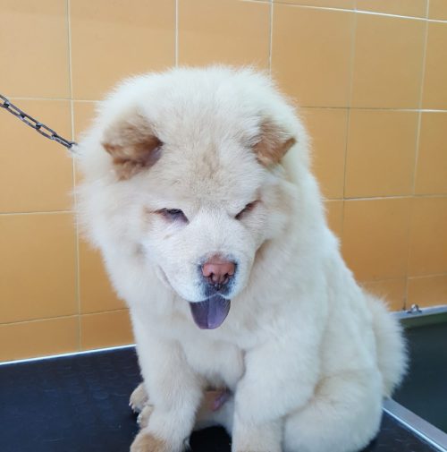 cani toelettati, quattro zampe e una coda
