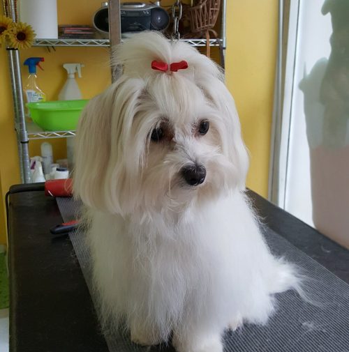cani toelettati, quattro zampe e una coda