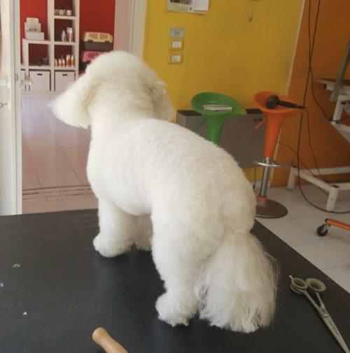 cani toelettati, quattro zampe e una coda