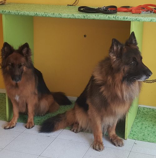 cani toelettati, quattro zampe e una coda