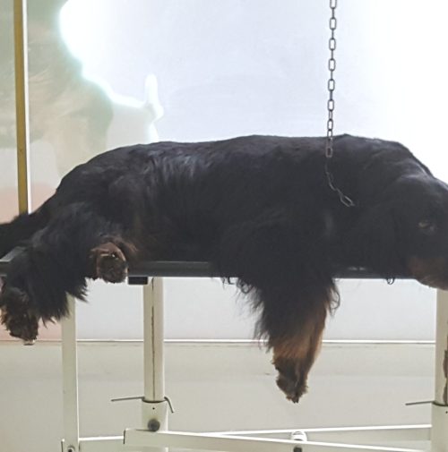 cani toelettati, quattro zampe e una coda