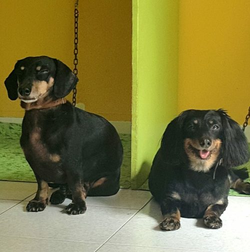 cani toelettati, quattro zampe e una coda
