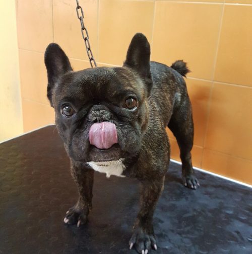 cani toelettati, quattro zampe e una coda