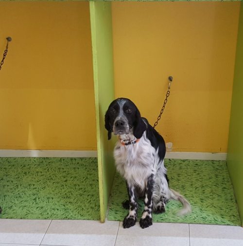cani toelettati, quattro zampe e una coda