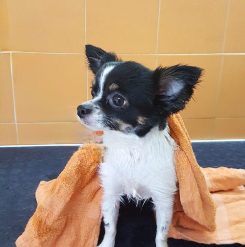 cani toelettati, quattro zampe e una coda
