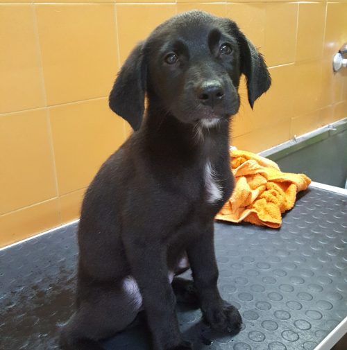 cani toelettati, quattro zampe e una coda