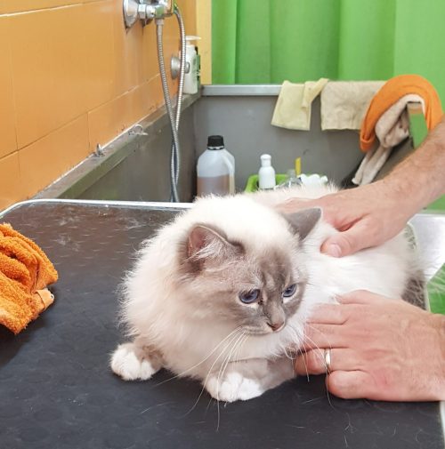 cani toelettati, quattro zampe e una coda