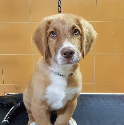 cani toelettati, quattro zampe e una coda