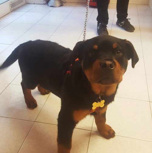 cani toelettati, quattro zampe e una coda