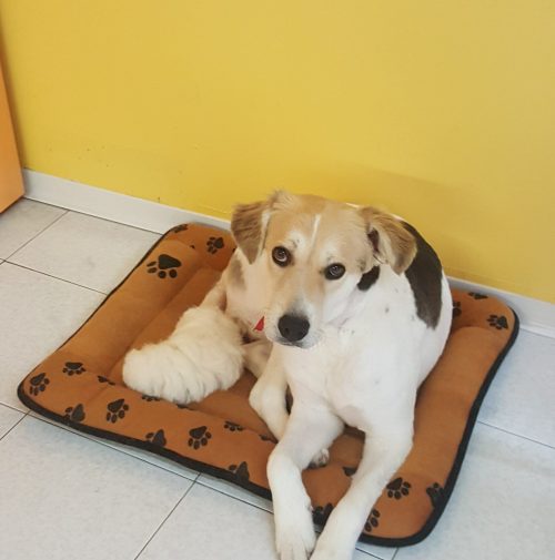 cani toelettati, quattro zampe e una coda