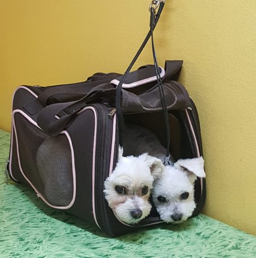 cani toelettati, quattro zampe e una coda