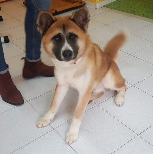 cani toelettati, quattro zampe e una coda