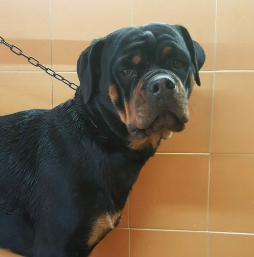 cani toelettati, quattro zampe e una coda