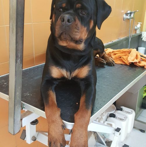 cani toelettati, quattro zampe e una coda
