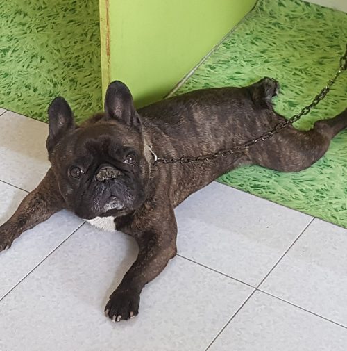 cani toelettati, quattro zampe e una coda