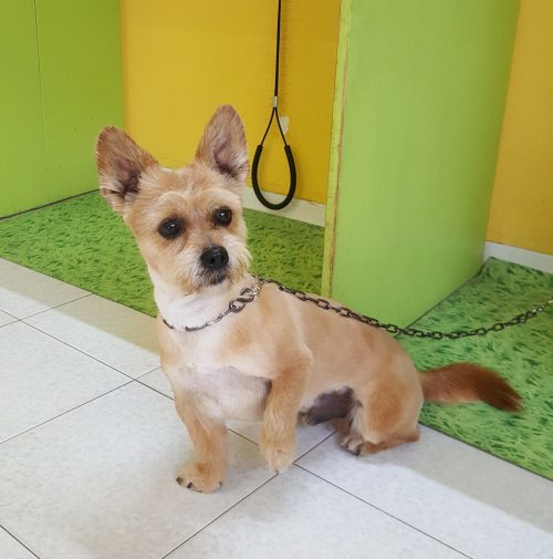 cani toelettati, quattro zampe e una coda