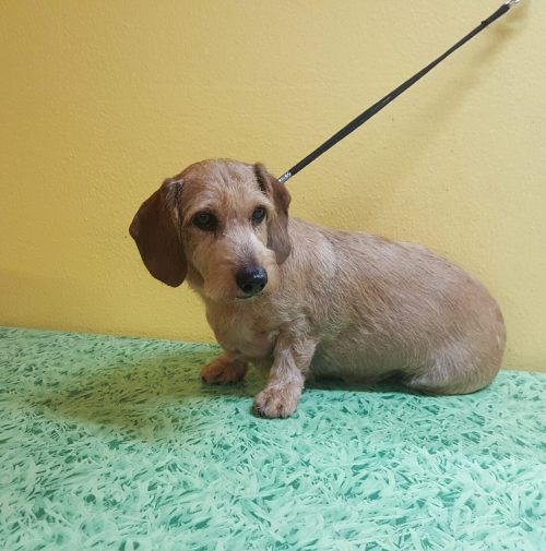 cani toelettati, quattro zampe e una coda