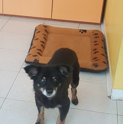 cani toelettati, quattro zampe e una coda