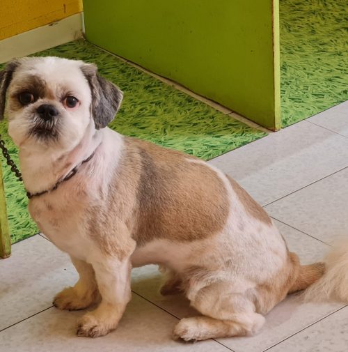 cani toelettati, quattro zampe e una coda