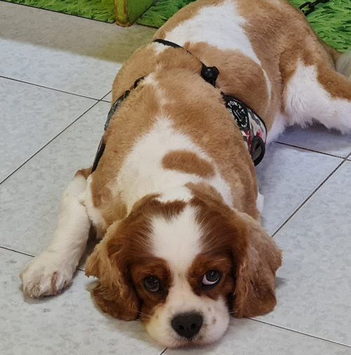 cani toelettati, quattro zampe e una coda