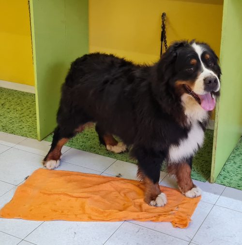 cani toelettati, quattro zampe e una coda