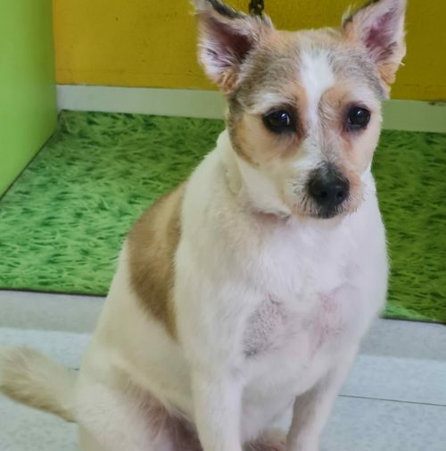 cani toelettati, quattro zampe e una coda
