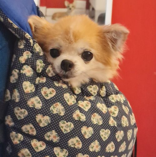 cani toelettati, quattro zampe e una coda