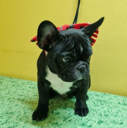 cani toelettati, quattro zampe e una coda